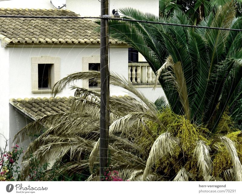 bisected House (Residential Structure) Balcony Electricity Electricity pylon Spain Bushes Window Majorca Gloomy Plant Transmission lines