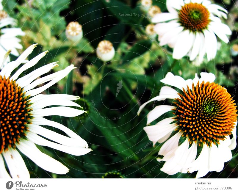 garden dream Flower Blossom White Yellow Green Poppy Dream Exterior shot Sunhat Detail Plant Garden