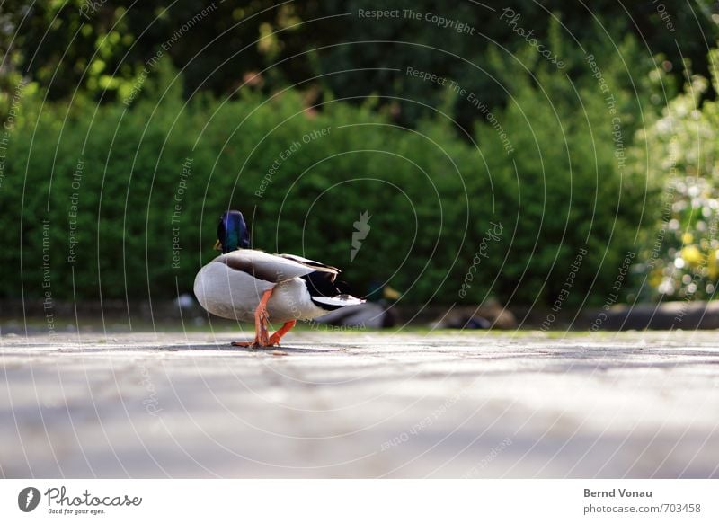 Terrible Duck 3 Animal Bright Blue Gray Green Black White Waddle Poultry Feather Parking lot Block Going Summer Perspective Paving stone Parking space Downtown