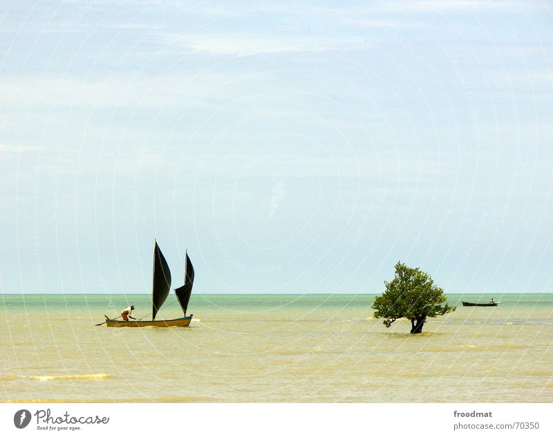 sailboat Sailboat Tree Ocean Watercraft Fisherman Brazil Beach Summer Minimal Sailing Sky High tide