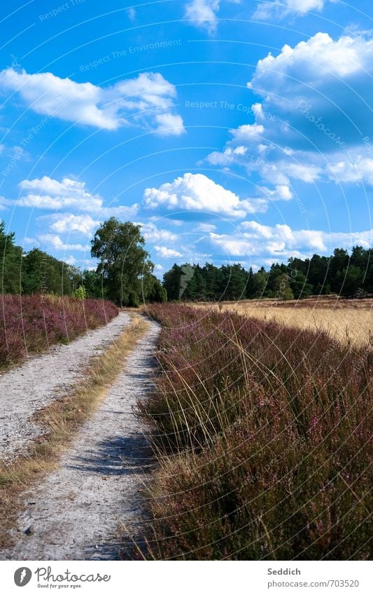 Lüneburg Heath - Büsenbach Valley Summer Hiking Environment Nature Landscape Earth Bushes Luneburg Heath Heathland northern heath Buchholz i. d. Nordheide