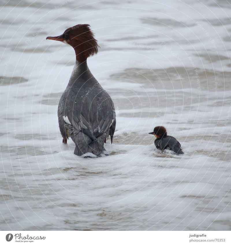 Mother and child 2 Chick Goosander Lake Bird Safety (feeling of) Dangerous Ocean Rough Gale White crest Feather Beak Brown Fatigue Animal Beach