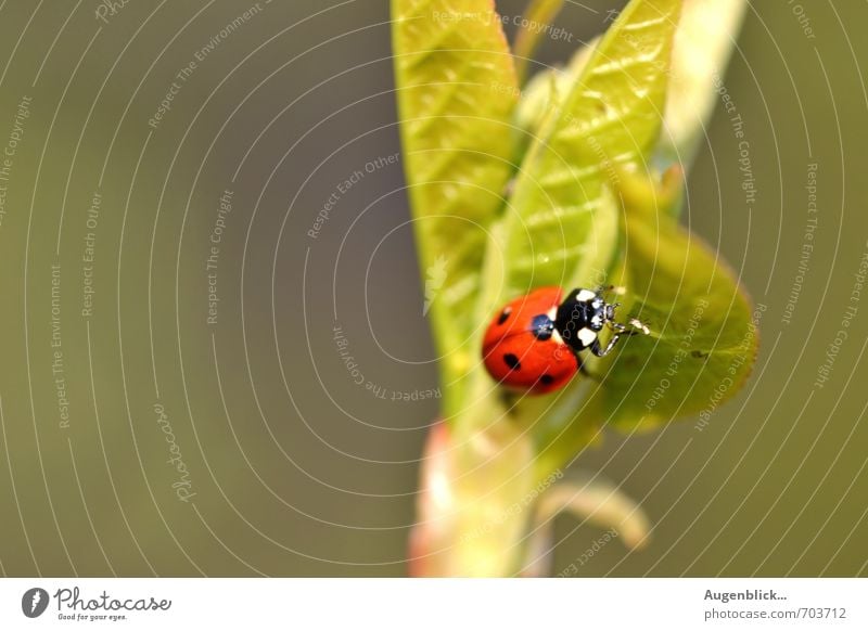 lucky beetle Beetle Ladybird 1 Animal Healthy Glittering Happy Beautiful Green Red Friendship Contentment Colour photo Exterior shot Macro (Extreme close-up)