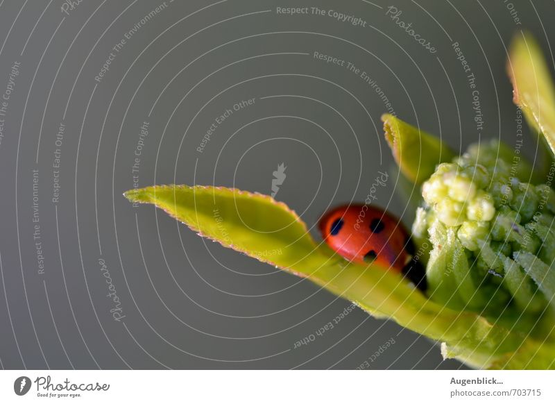 scored... Spring Beautiful weather Beetle Ladybird 1 Animal Fatigue Homesickness Contentment Macro (Extreme close-up) Sunlight