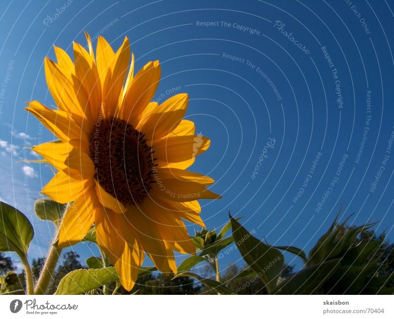 transformed clytie Joy Happy Beautiful Summer Nature Plant Sky Clouds Beautiful weather Flower Blossom Field Rotate Happiness Blue Yellow Sunflower