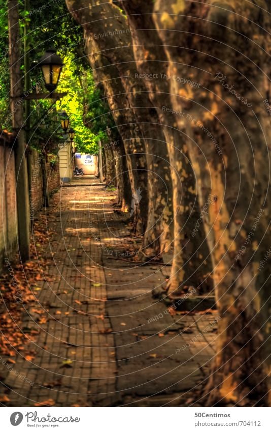 Walkway under trees - Ale Vacation & Travel Tourism Trip Far-off places Summer Summer vacation Plant Tree Uruguay Small Town Old town Pedestrian Lanes & trails