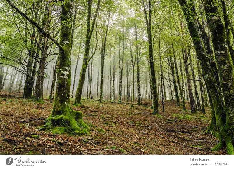 Forest Beautiful Sun Mountain Nature Tree Places Natural Brown Green Colour Peace wood inside Spain Europe European peaceful colorful Beauty Photography light