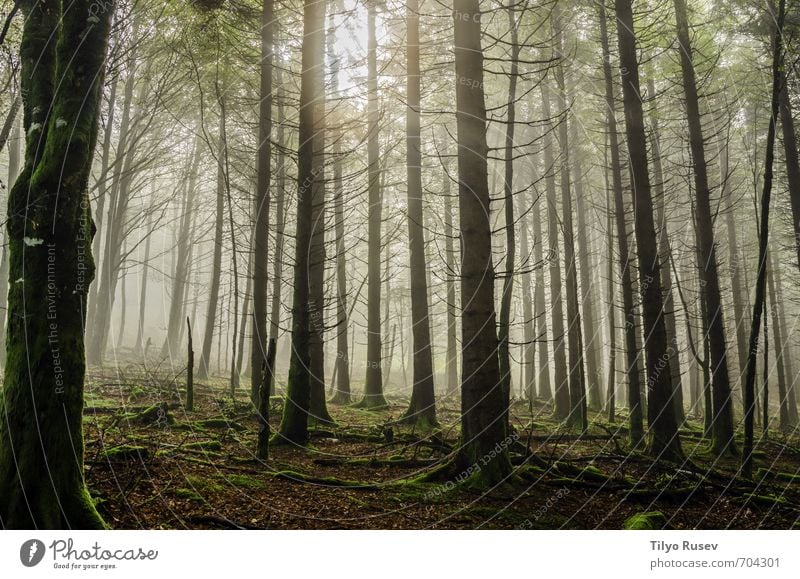 Mystic forest Beautiful Sun Mountain Nature Tree Forest Places Natural Brown Green Colour Peace wood inside Spain Europe European peaceful colorful