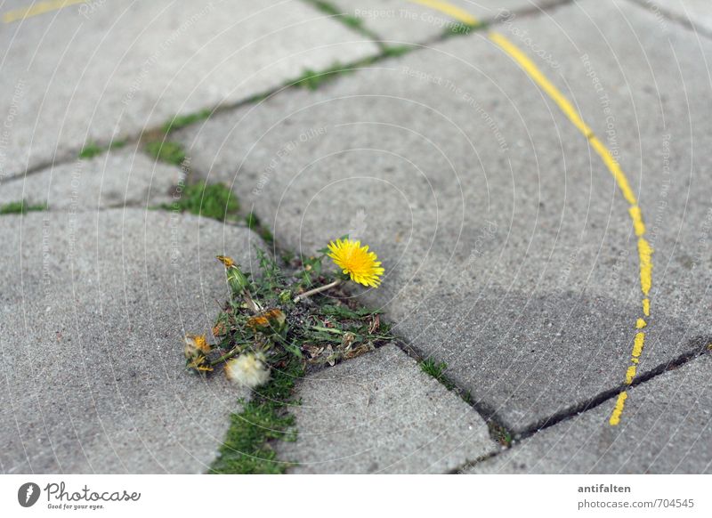 play of colours Environment Nature Spring Summer Beautiful weather Flower Leaf Blossom Wild plant Dandelion Weed Town Outskirts Pedestrian precinct Places