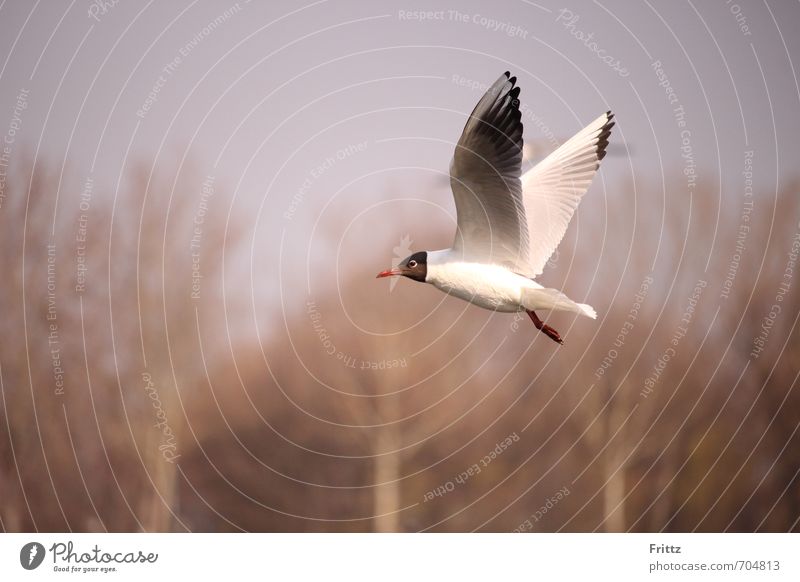 high achiever Nature Animal Tree Wild animal Bird Wing Seagull Black-headed Gull 1 Flying Beautiful Brown White white bird with black head Floating red beak