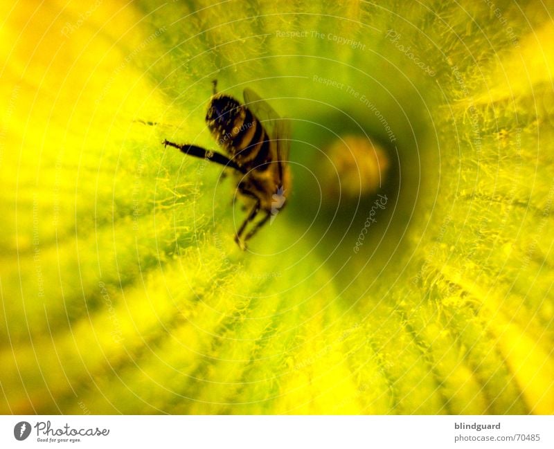 crawling clean Bee Blossom Collection Honey Insect Diligent 6 Yellow Summer Pumpkin Pollen Seed Wing Legs six flower garden Nutrition