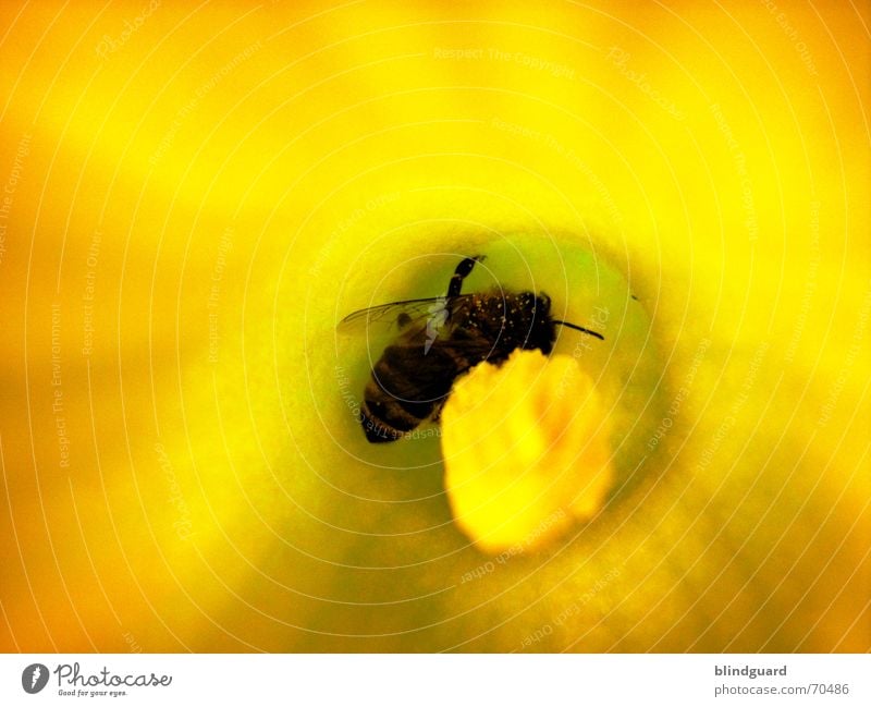 bustle Bee Blossom Collection Honey Insect Diligent 6 Yellow Macro (Extreme close-up) Close-up Pumpkin Pollen Seed Wing Legs six flower garden Nutrition