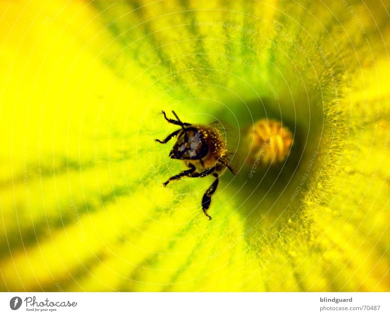 crawling out Bee Blossom Collection Honey Insect Diligent 6 Yellow Summer Pumpkin Pollen Seed Wing Legs six flower garden Nutrition