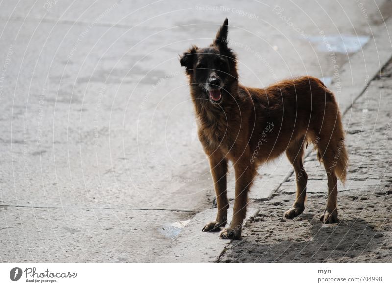 Street dog Havana Animal Pet Dog 1 Brash Cuba Town Caribbean Ear Pointed Friendliness Gray Gloomy Old Shabby Crossbreed Asphalt Puppydog eyes Midday sun Pelt