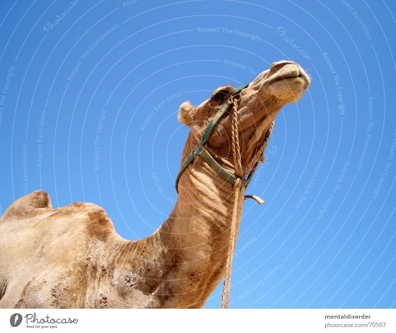 back from vacation ... Vacation & Travel Life Camel Dromedary Caravan Badlands Animal Loneliness Near and Middle East Africa Tunisia Brand of cigarettes desert