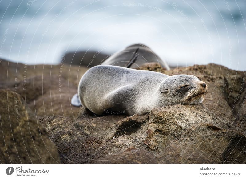 tired Nature Animal Sleep Exotic Fatigue Environment Seals New Zealand Colour photo Exterior shot Day Shallow depth of field Animal portrait