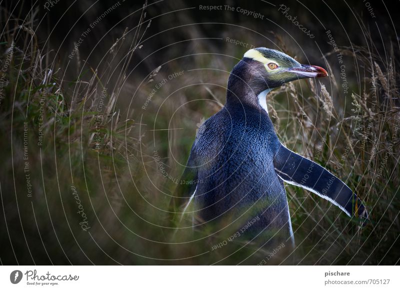 Bond, James Bond. Nature Animal Exotic Funny Penguin New Zealand Colour photo Exterior shot Copy Space left Day Shallow depth of field Animal portrait Looking