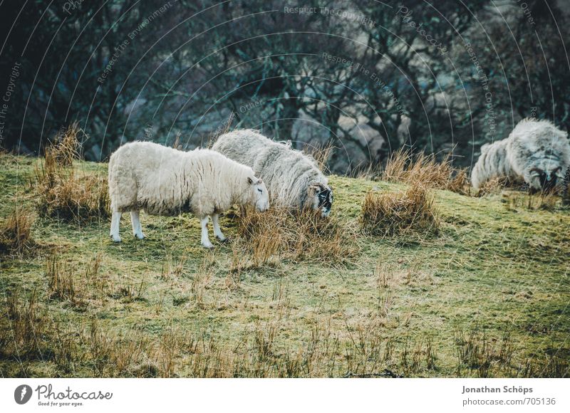 Isle of Skye III Environment Nature Landscape Meadow Field Animal Farm animal 4 Group of animals Herd Animal family Idyll Sheep Scotland Highlands Great Britain