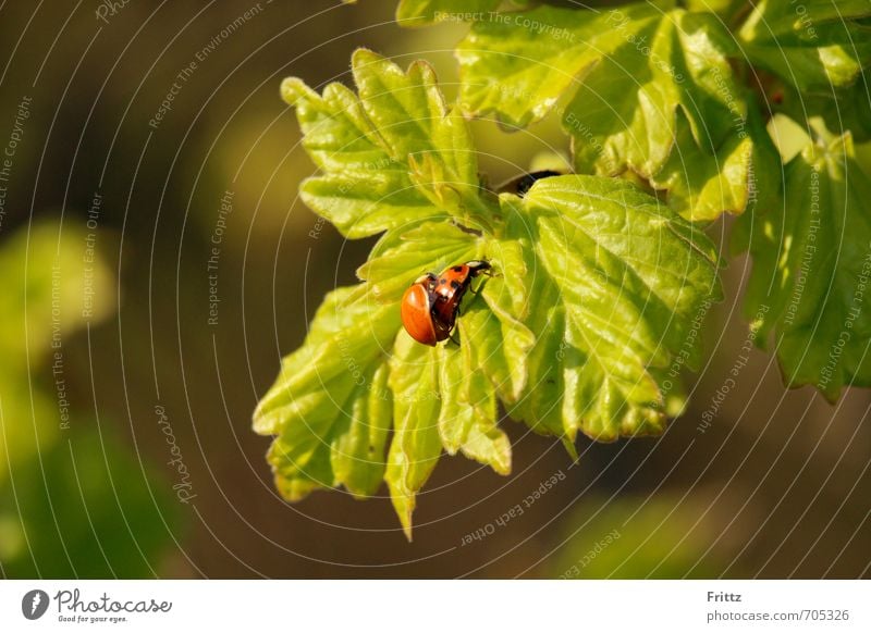 springtime ... even Nature Plant Animal Spring Beautiful weather Leaf Wild animal Beetle Ladybird 2 Pair of animals Crawl Love Sex Above Green Red Spring fever