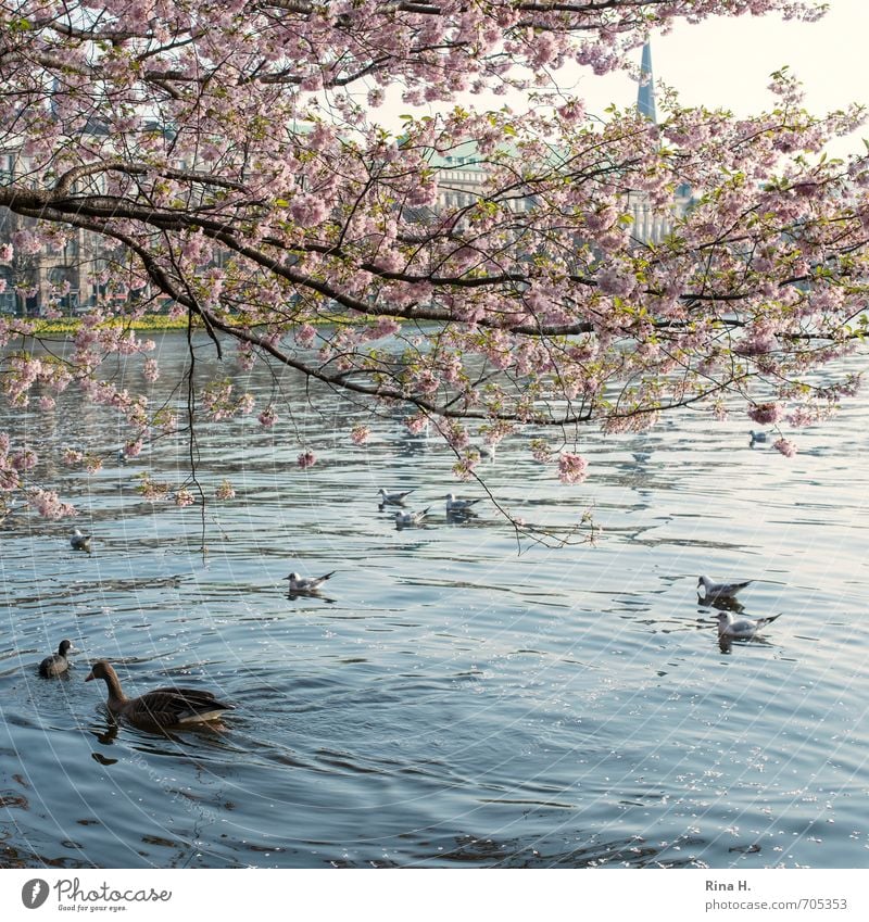 Spring in Hamburg Blossom Lake Brook Bird Seagull Duck Group of animals Swimming & Bathing Joie de vivre (Vitality) Spring fever Square Idyll Colour photo