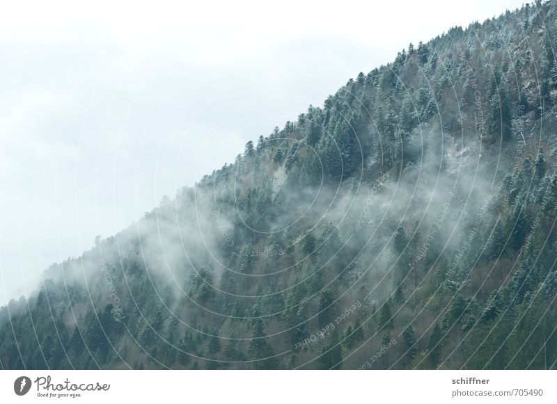 Black Forest, powdered Nature Landscape Winter Climate Climate change Weather Bad weather Fog Ice Frost Snow Snowfall Plant Tree Mountain Cold Clouds