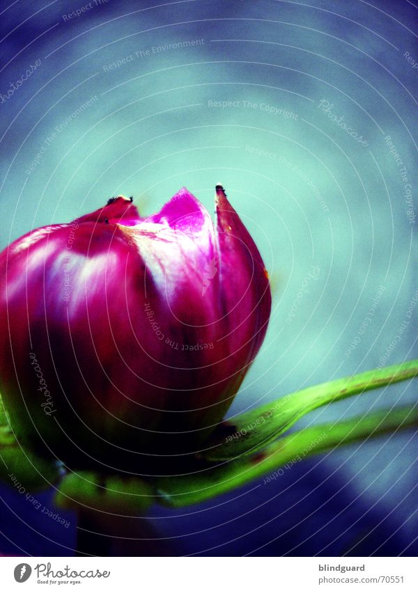 flower emergence Delicate Fragile Multicoloured Pink Broken up Sensitive Beautiful Blossom Green Summer Plant Poetic Mysterious Strange Macro (Extreme close-up)