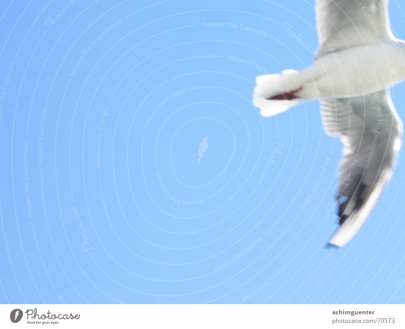 fly away Bird White Dream Sky blue Goodbye seagull Freedom Blue Feather Flying