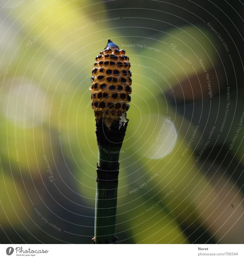 horsetail Nature Plant Spring Beautiful weather Horsetail Esthetic Exotic Fantastic Thin Eroticism Elegant Colour photo Exterior shot Close-up Detail