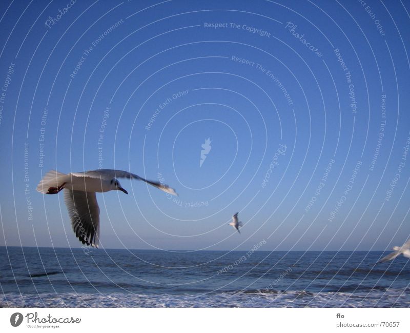 low-altitude flight Seagull Bird Ocean Beach Foam Waves Clouds Animal White crest Blue Water Sky Flying Salt