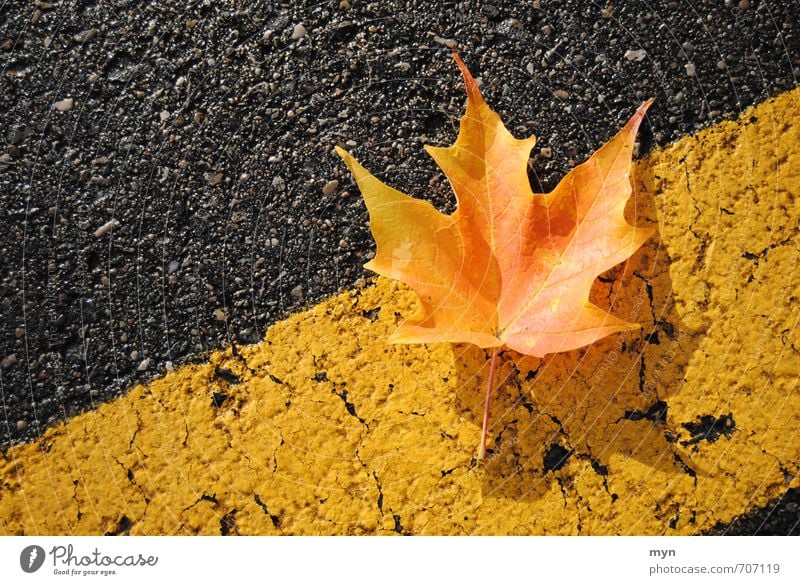 Well camouflaged by autumn Environment Nature Autumn Beautiful weather Plant Tree Leaf Foliage plant Park Meadow Street Road sign Old To fall Transience Canada