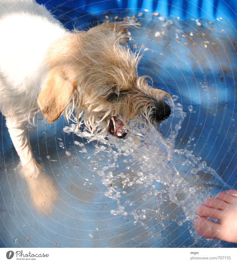 Attack! Animal Pet Dog Animal face 1 Playing Drops of water Water Gush of water Feet Snout Bite Catch Summer Summery Trenchant Joy Romp Parson Russel Terrier