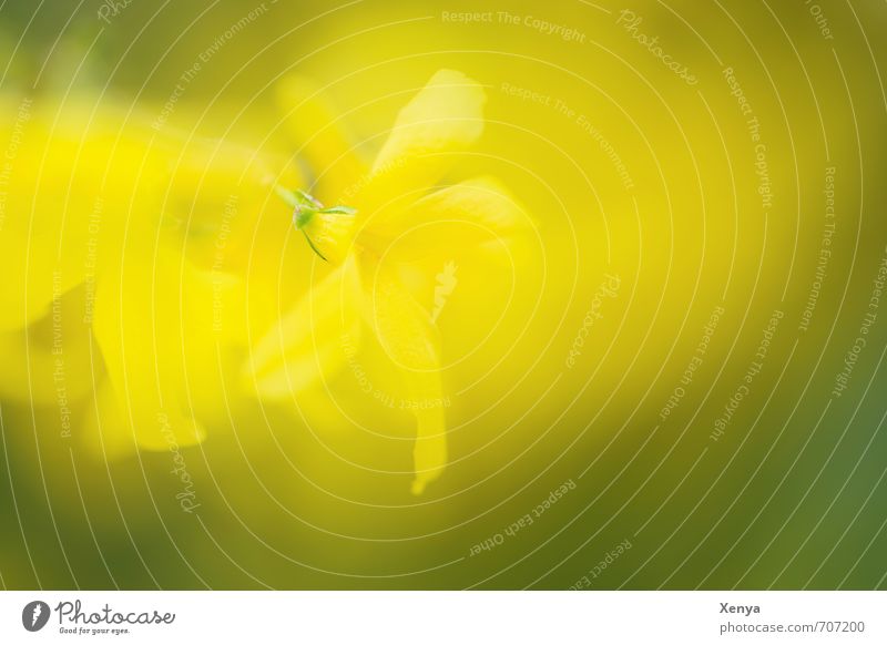 several times beautiful Environment Nature Plant Spring Bushes Blossom Blossoming Illuminate Yellow Green Blur Double exposure Exterior shot Detail Experimental