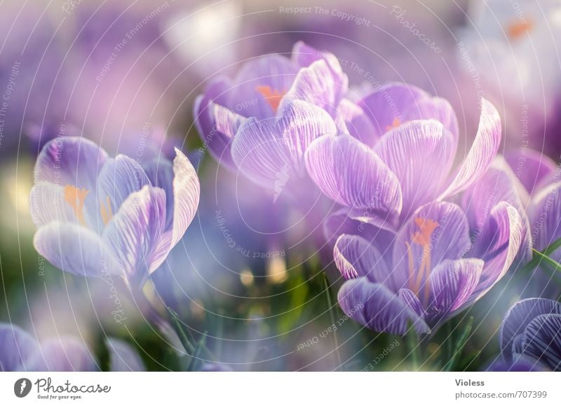 awake Nature Plant Spring Garden Blossoming Natural Violet Emotions Joy Happy Spring fever Crocus Wake up Colour photo Exterior shot Macro (Extreme close-up)