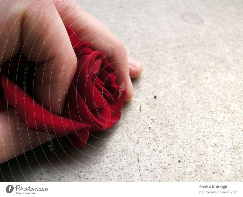 Useless Rose Rose leaves Red Hand Fingers Skin Macro (Extreme close-up) Thorn Shadow