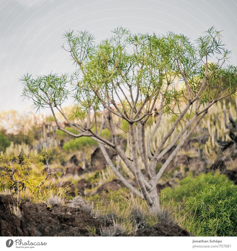 San Andrés / Tenerife XXXIII Environment Nature Landscape Plant Park Hill Rock Mountain Island Esthetic Canaries South Spain Desert Hot Bushes Growth Flourish