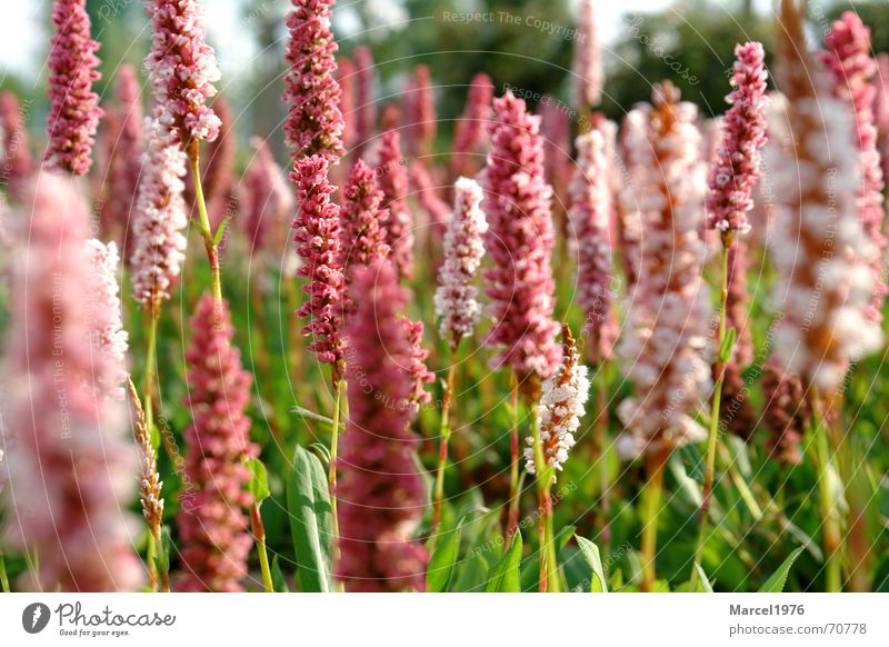 meadow Meadow Red Grass Green Nature Plant Garden Landscape