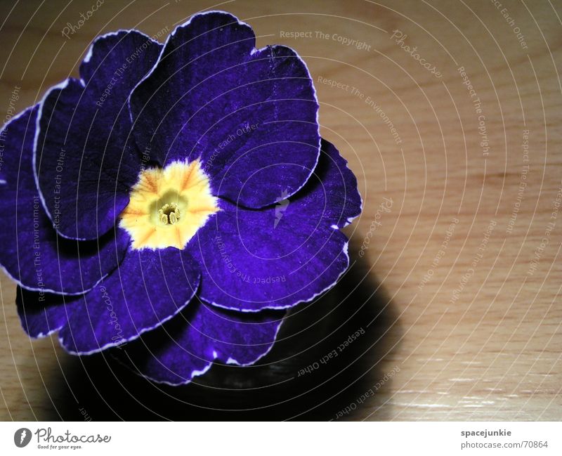 iris Blossom Flower Yellow Laminate Wood Spring petals Blue Shadow Floor covering