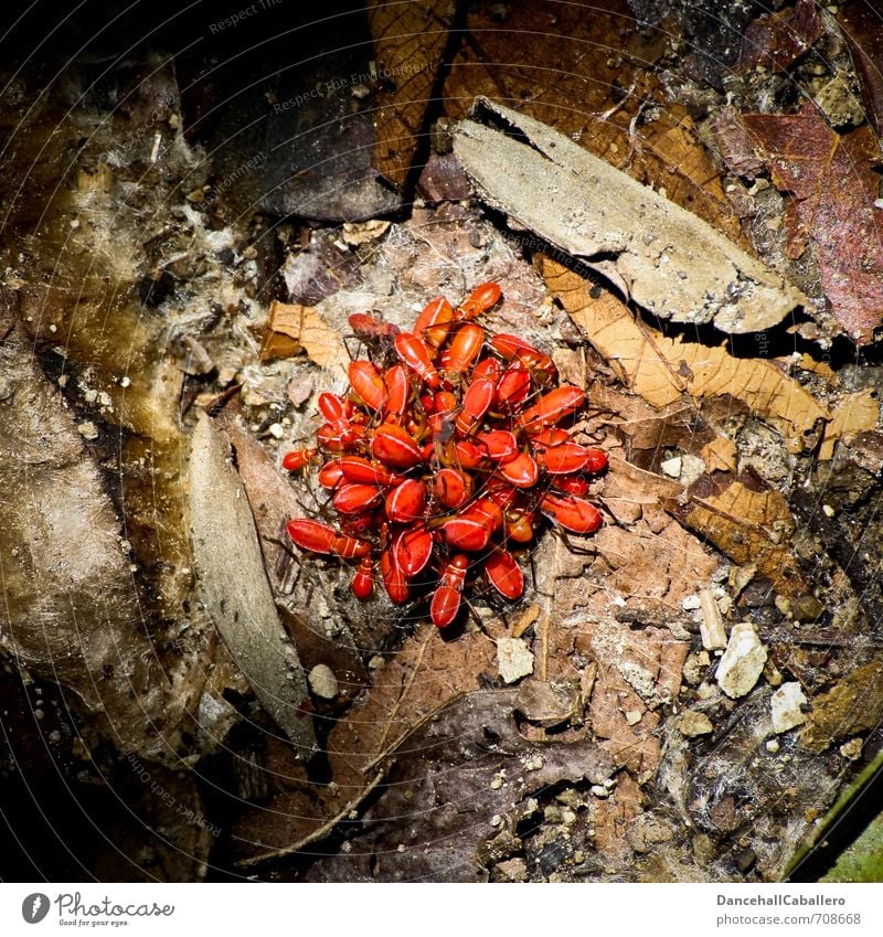 group snuggling Nature Animal Earth Leaf Forest Virgin forest Beetle Bug Group of animals Disgust Cuddly Red Multiple Peer pressure Group photo Muddled Assembly