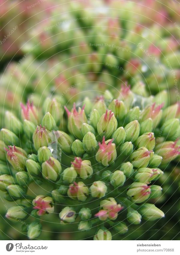 green day Drops of water Rain Wet Close-up Damp Thundery shower Flowerbed Sprout Garden Bed (Horticulture) Plant Blossom Green Botany Part of the plant