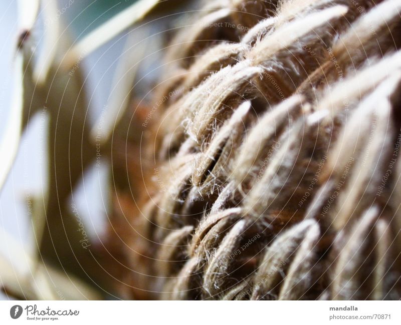 Dried Plant Brown Dry Decoration Exotic Macro (Extreme close-up) Detail Structures and shapes Point