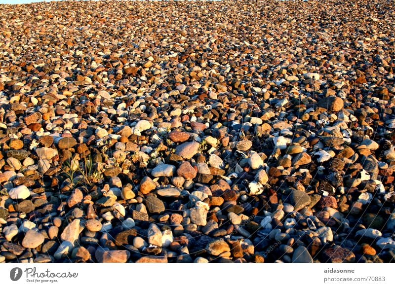 stones Beach Multicoloured Algae Heiligendamm Round Stone Baltic Sea exchangeerende dog beach chicken god Stone block Uneven Gravel beach Pebble beach