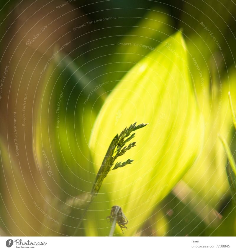 manifestation Environment Nature Sand Spring Plant Yellow Green Growth lily of the valley leaves Lily of the valley Grass Bright Light (Natural Phenomenon)