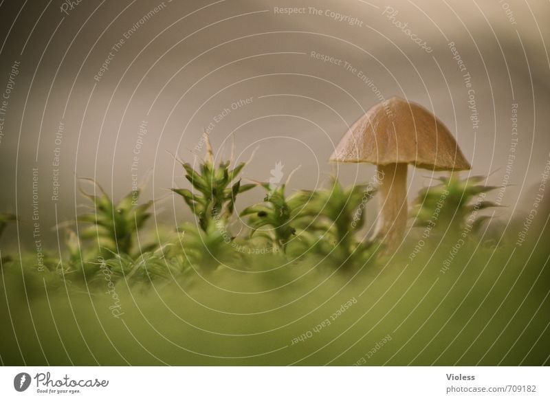 teller Plant Moss Minimalistic Mushroom Colour photo Macro (Extreme close-up) Blur Shallow depth of field Worm's-eye view