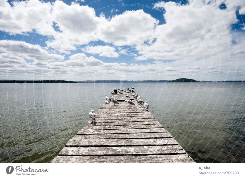 Room with a view Nature Landscape Animal Water Sky Clouds Horizon Summer Beautiful weather Warmth Lakeside Lake Rotorua Town Footbridge Jetty Wild animal Bird