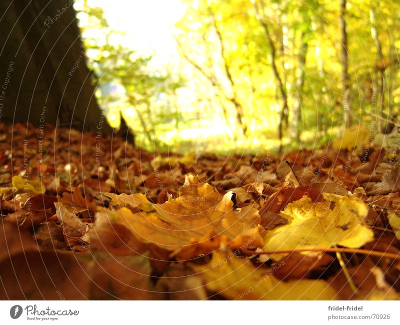 yellow ground Exterior shot Day Sunlight Blur Worm's-eye view Beautiful Nature Autumn Warmth Tree Leaf Forest Lanes & trails Soft Yellow Seasons Physics