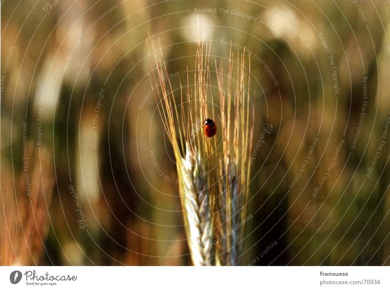 very central placed ladybird Ladybird Ear of corn Wheat Middle Insect Cute Red Black Beetle Close-up Nature Peaceful