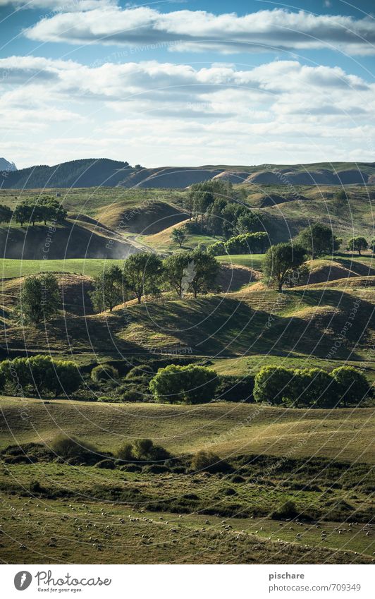 Second mountain left (+ sheep) Nature Landscape Tree Grass Hill Green Meadow New Zealand Colour photo Exterior shot Deep depth of field Panorama (View)