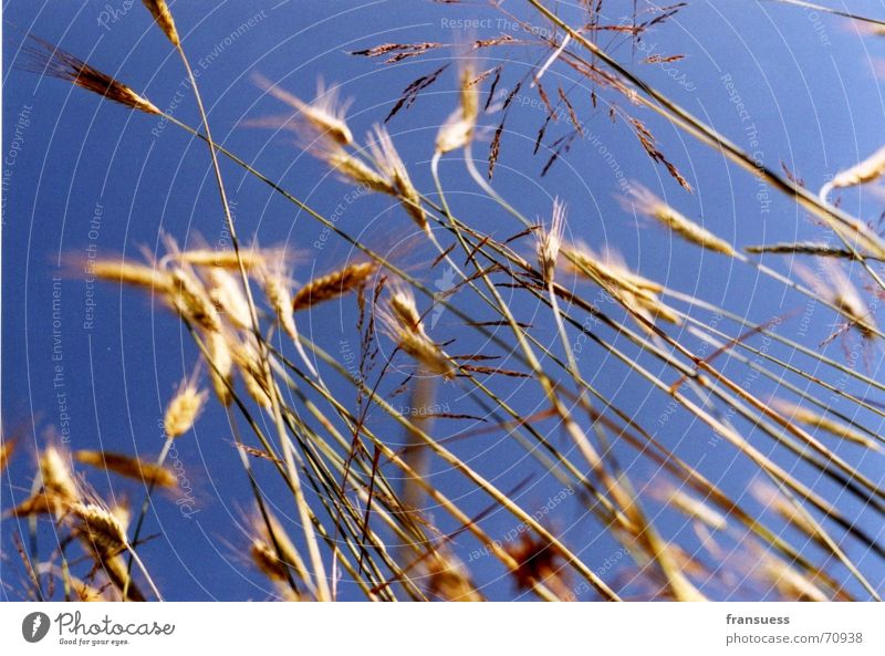 corn stalks lying spyed out Blade of grass Wheat Ear of corn Summer Grain Sky Blue Nature Joy Happy