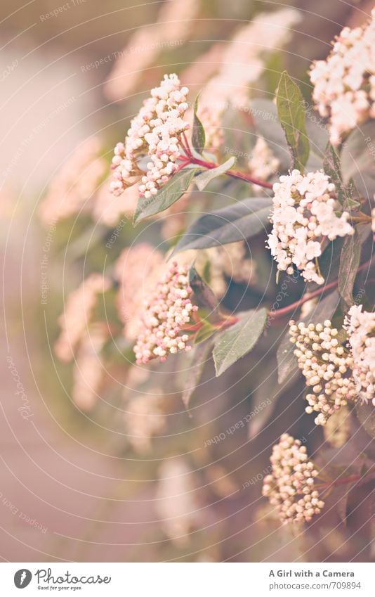 AST 7 I off into the hedge Environment Nature Plant Spring Bushes Growth Blossoming Delicate Many Subdued colour Exterior shot Close-up Detail Deserted