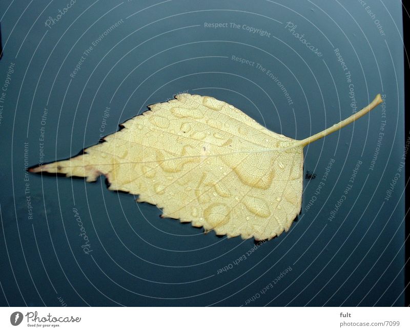 wet leaf Wet Damp Leaf Car roof Things